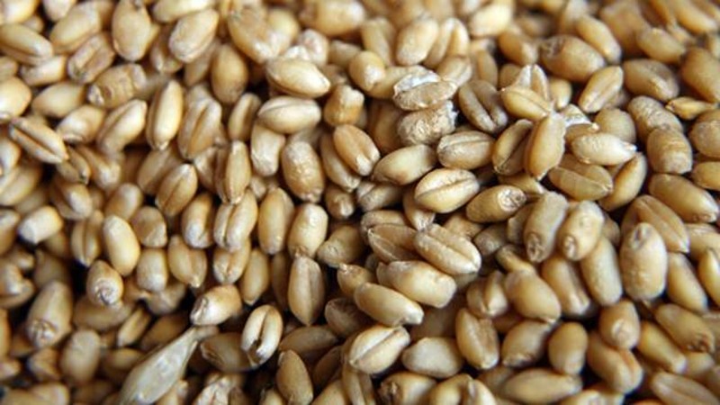Robne rezerve otkupiće do 50.000 tona merkantilne pšenice